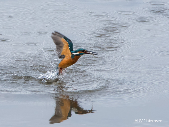 Eisvogel beim Fischfang