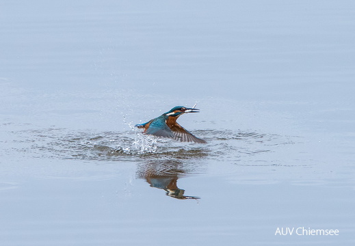 Eisvogel beim Fischfang
