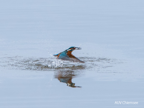 Eisvogel beim Fischfang