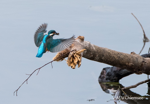 Eisvogel beim Fischfang