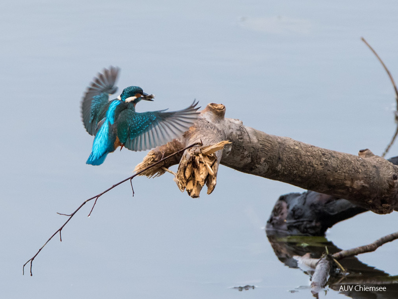 Eisvogel beim Fischfang