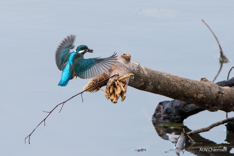 Eisvogel beim Fischfang
Mit einem Klick! zur Fotogeschichte mit weiteren Bildern
Beobachtungsturm Hirschauer Bucht / 12. Dezember 2019 / Foto: Thomas Alberer
AktNatBeo-191212-ta-26_Eisvogel_HB_191212.jpg