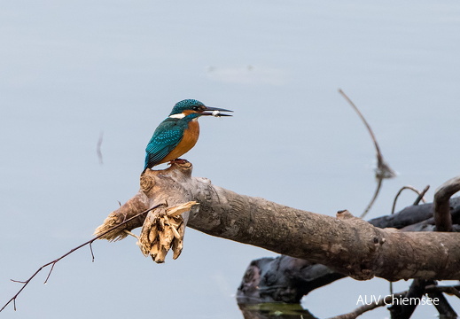 Eisvogel beim Fischfang