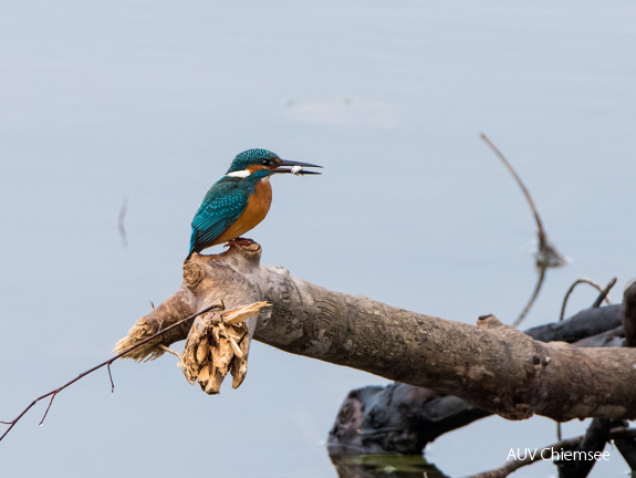 Eisvogel beim Fischfang