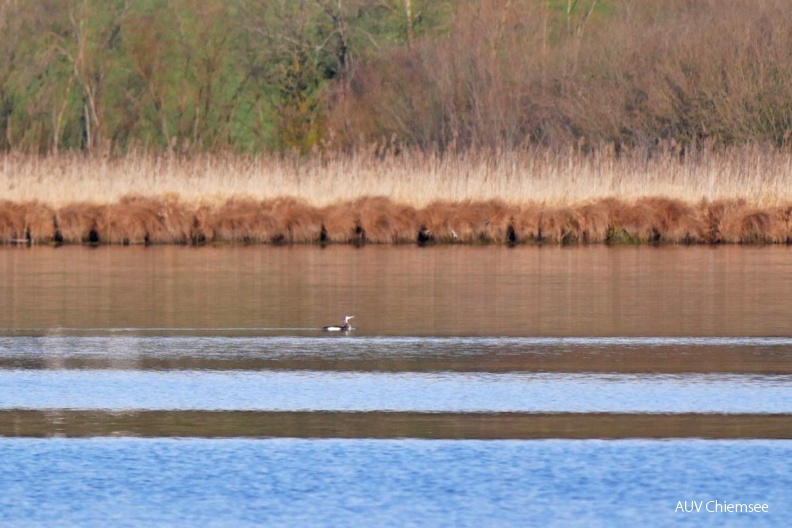 Prachttaucher
Mit einem Klick! zur Fotogeschichte mit weiteren Bildern
Schafwaschener Bucht / 8. Dezember 2019 / Foto: Johannes Almer
AktNatBeo-191208-ja-2_Prachttaucher-1140pix.jpg