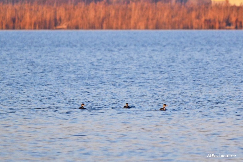 Rothalstaucher
Mit einem Klick! zur Fotogeschichte mit weiteren Bildern
Schafwaschener Bucht / 5. Dezember 2019 / Foto: Johannes Almer
AktNatBeo-191205-ja-7_Rothalstaucher-1140pix.jpg