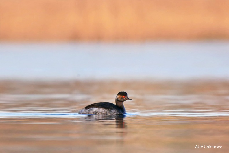 Schwarzhalstaucher
Mit einem Klick! zur Fotogeschichte mit weiteren Bildern
Schafwaschener Bucht / 5. Dezember 2019 / Foto: Johannes Almer
AktNatBeo-191205-ja-6_Schwarzhalstaucher-1140pix.jpg