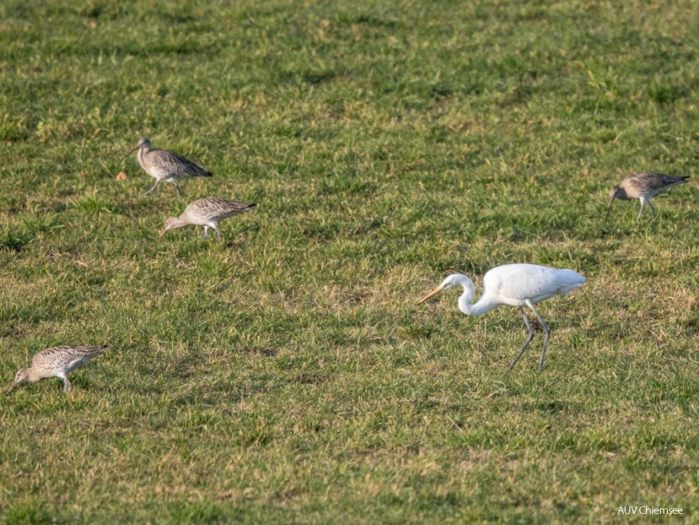 Silberreiher und Brachvögel