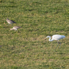 Silberreiher und Brachvögel