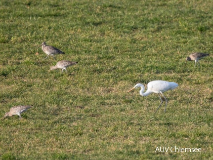 Silberreiher und Brachvögel