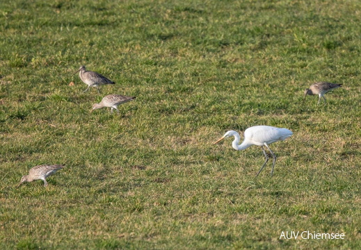 Silberreiher und Brachvögel
