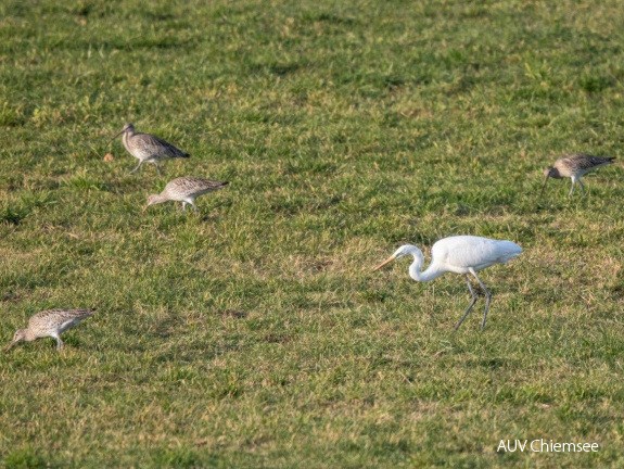 Silberreiher und Brachvögel