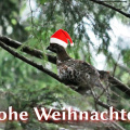 Haselhuhn - xmas2019