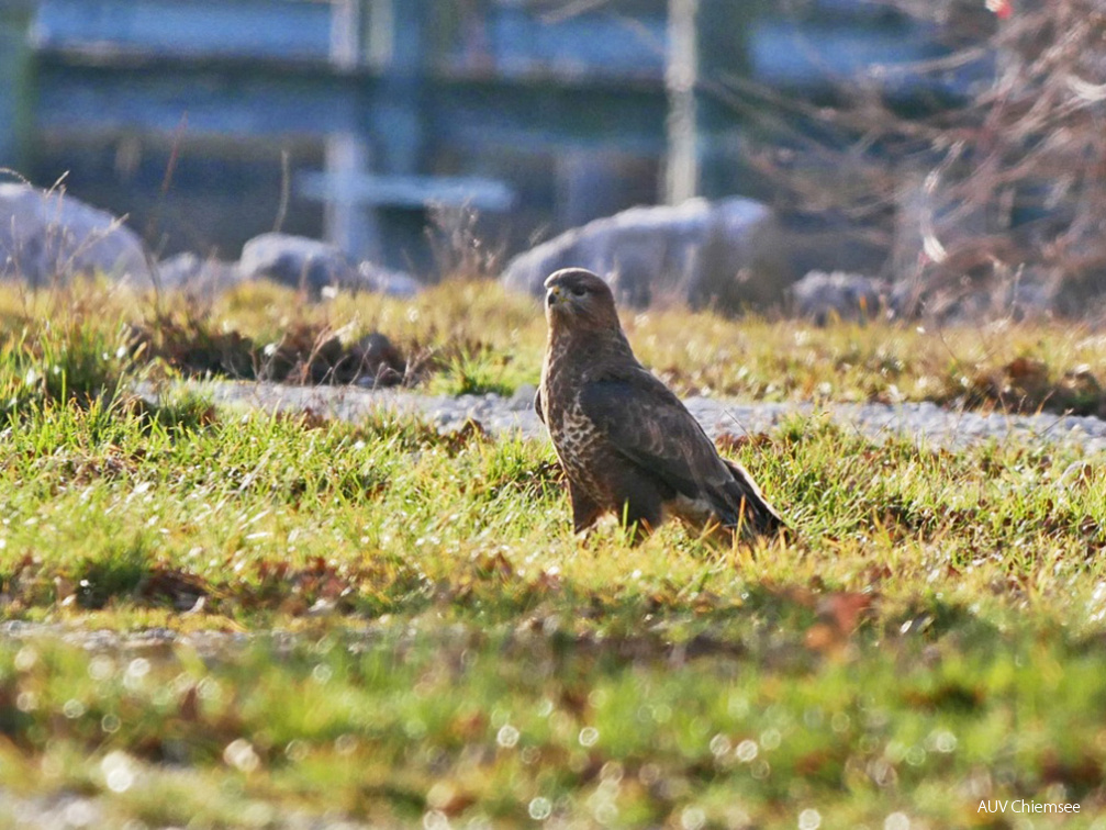 Mäusebussard