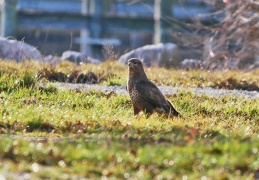 Mäusebussard