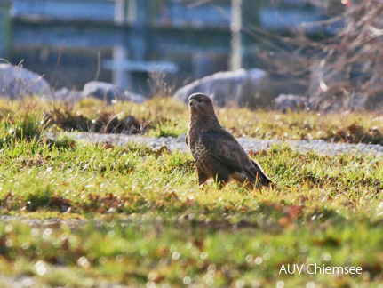 Mäusebussard