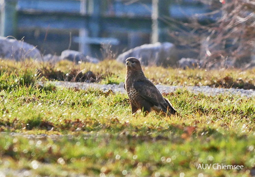 Mäusebussard
