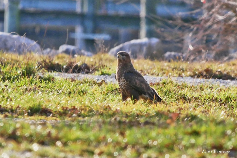 Mäusebussard
Mit einem Klick! zur Fotogeschichte mit weiteren Bildern
Feldwieser Bucht / 18. Dezember 2019 / Foto: Johannes Almer
AktNatBeo-191218-ja-3_Maeusebussard-1140pix.jpg