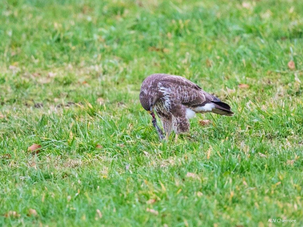 Mäusebussard