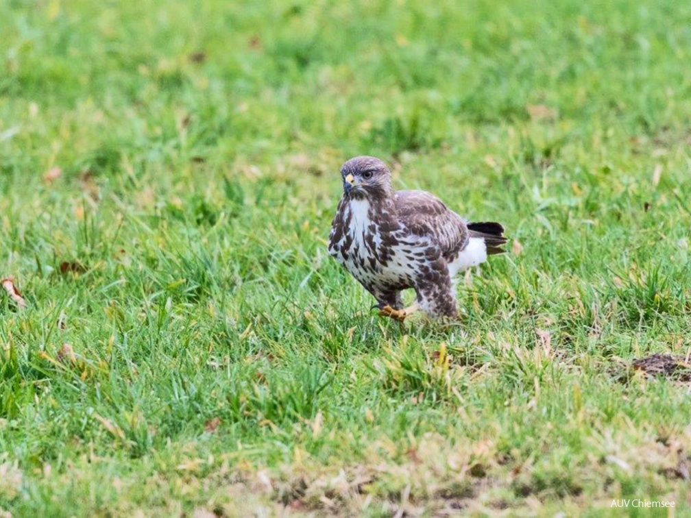 Mäusebussard