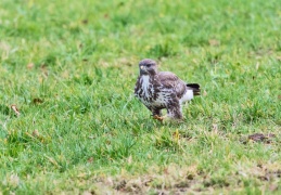 Mäusebussard