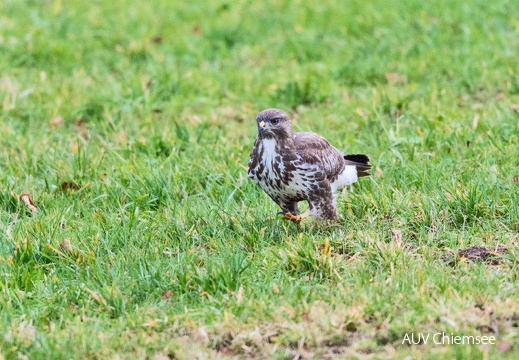 Mäusebussard