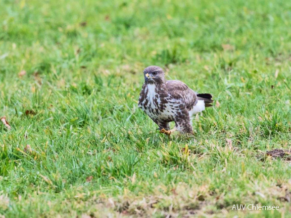 Mäusebussard