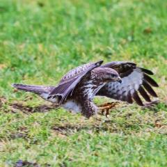 Mäusebussard