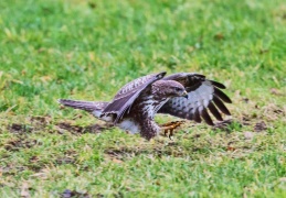 Mäusebussard