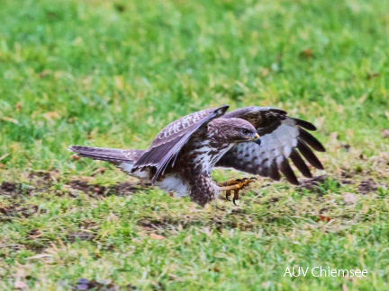 Mäusebussard