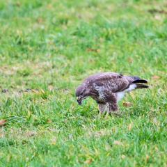 Mäusebussard