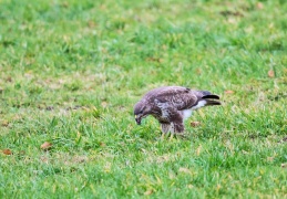 Mäusebussard