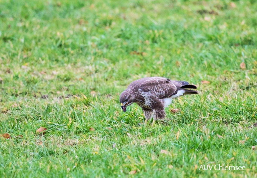 Mäusebussard