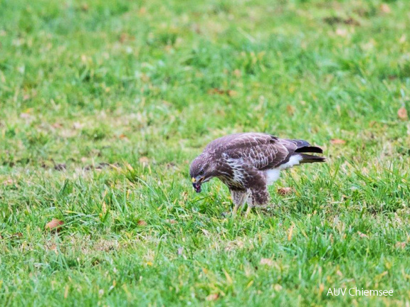 Mäusebussard