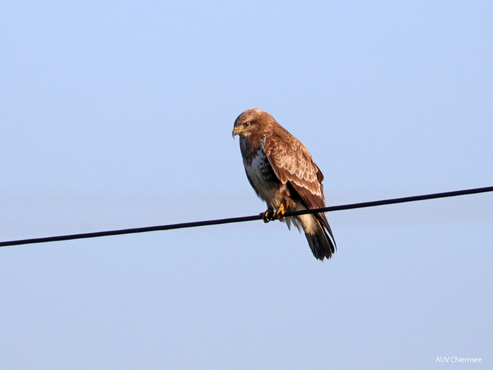 Mäusebussard