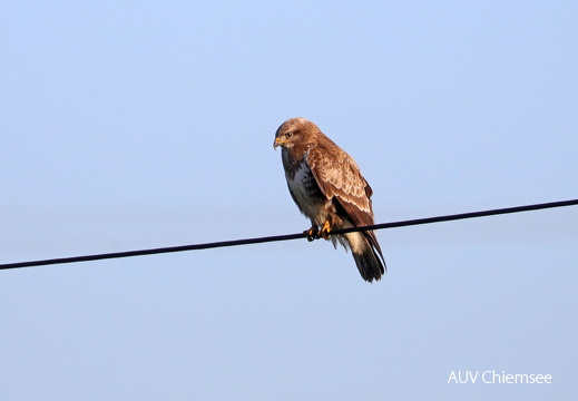 Mäusebussard