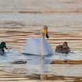 Singschwan mit schmarotzenden Stockenten