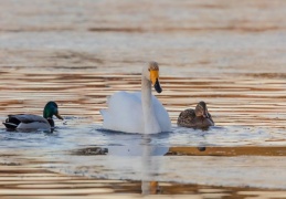 Singschwan mit schmarotzenden Stockenten