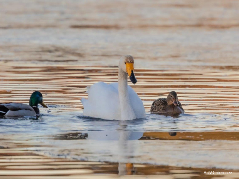 Singschwan mit schmarotzenden Stockenten