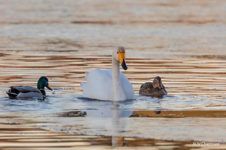 Singschwan mit schmarotzenden Stockenten
Mit einem Klick! zur Fotogeschichte mit weiteren Bildern
Hirschauer Bucht / 30. Dezember 2019 / Foto: Andreas Hartl
AktNatBeo-191230-ah-Singschwan_mit_schmarotzenden_Stockenten_HB.jpg