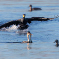 Kormoran attackiert Haubentaucher