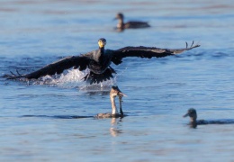 Kormoran attackiert Haubentaucher