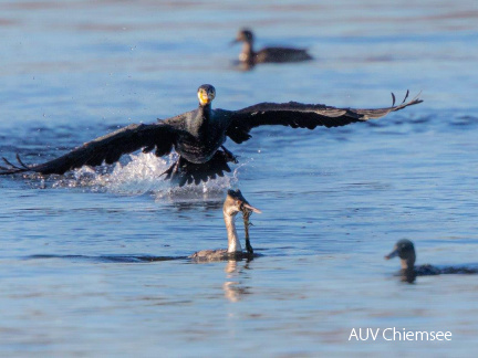 Kormoran attackiert Haubentaucher