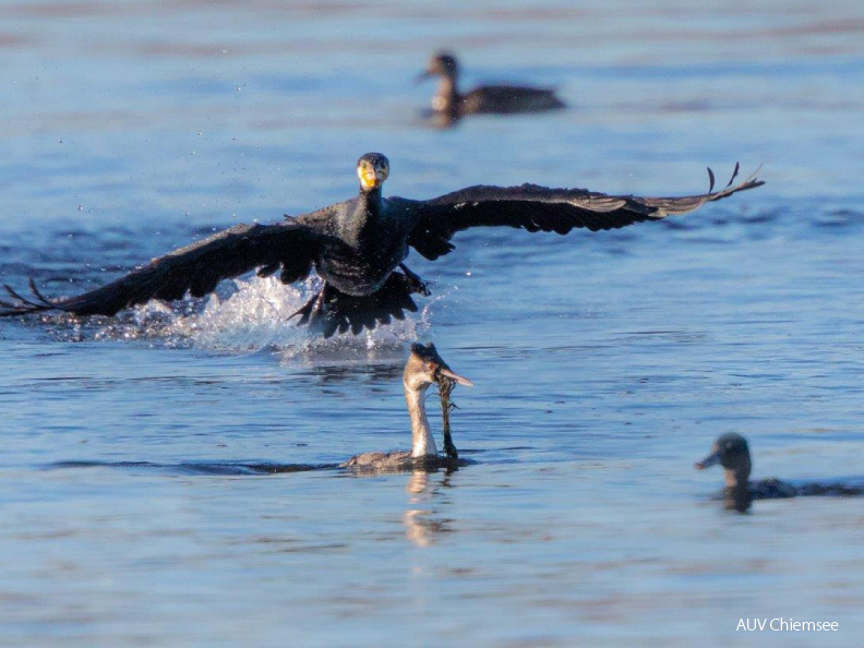 Kormoran attackiert Haubentaucher