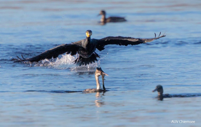 Kormoran attackiert Haubentaucher
Mit einem Klick! zur Fotogeschichte mit weiteren Bildern
Irschener Winkel / 30. Dezember 2019 / Foto: Andreas Hartl
AktNatBeo-191230-ah-Kormoran_attackiert_Haubentaucher_IW.jpg