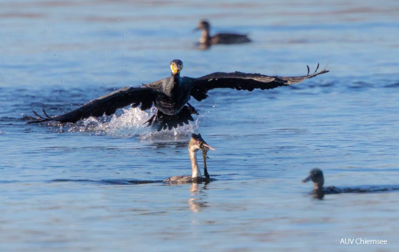 AktNatBeo-191230-ah-Kormoran_attackiert_Haubentaucher_IW.jpg