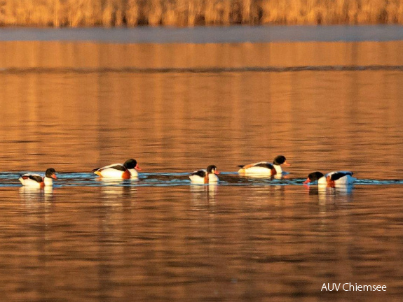 Brandgänse nach Sonnenuntergang