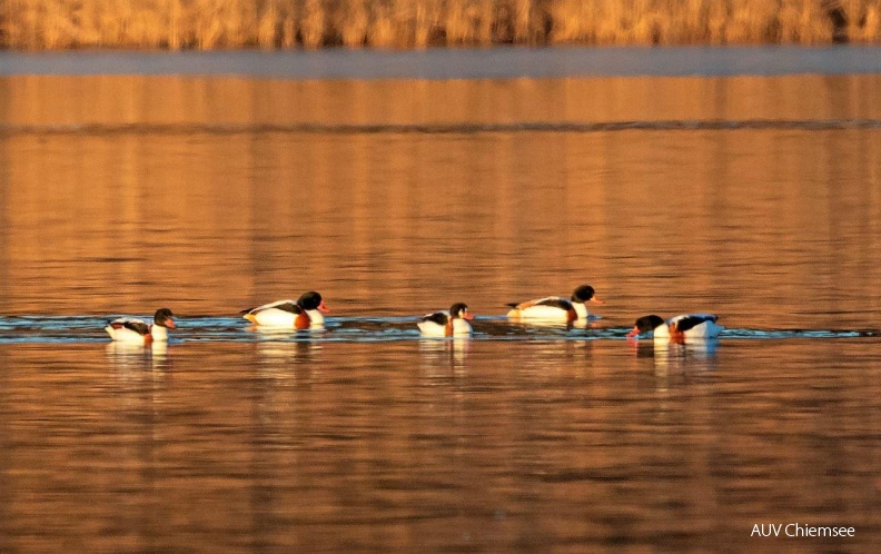 Brandgänse nach Sonnenuntergang
Mit einem Klick! zur Fotogeschichte mit weiteren Bildern
Hirschauer Bucht / 30. Dezember 2019 / Foto: Andreas Hartl
AktNatBeo-191230-ah-Brandgaense_nach_Sonnenuntergang_HB.jpg
