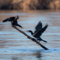 Kormoran - Streit um den Sonnenplatz