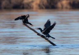 Kormoran - Streit um den Sonnenplatz